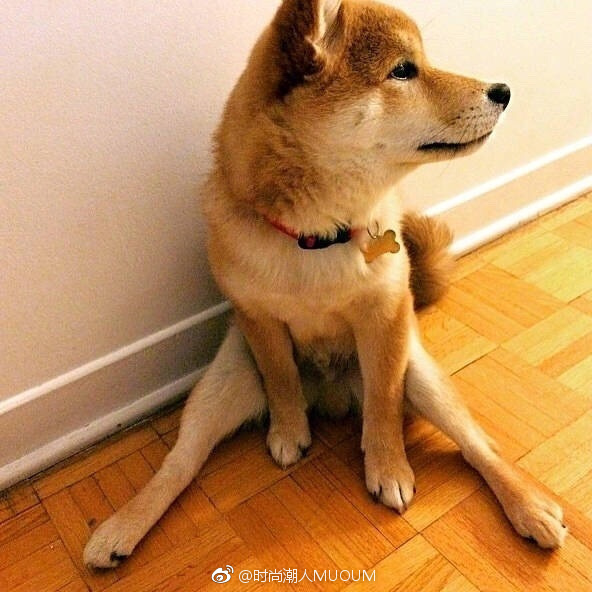 萌宠狗狗图片_一只拥有大长腿的柴柴柴犬图片
