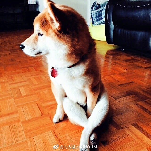萌宠狗狗图片_一只拥有大长腿的柴柴柴犬图片