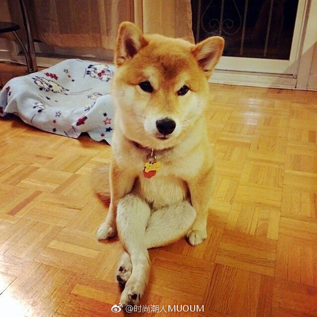 萌宠狗狗图片_一只拥有大长腿的柴柴柴犬图片