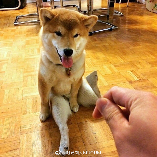 萌宠狗狗图片_一只拥有大长腿的柴柴柴犬图片