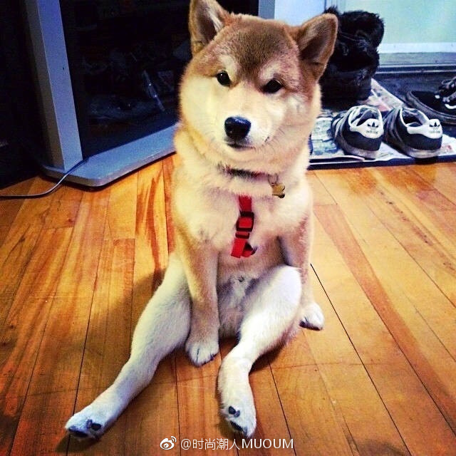 萌宠狗狗图片_一只拥有大长腿的柴柴柴犬图片