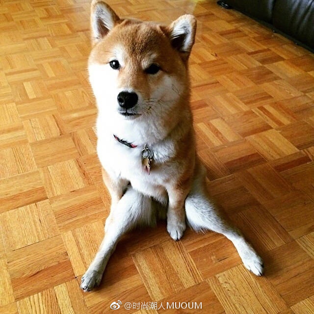萌宠狗狗图片_一只拥有大长腿的柴柴柴犬图片