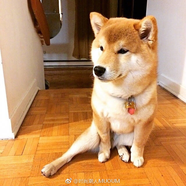 萌宠狗狗图片_一只拥有大长腿的柴柴柴犬图片