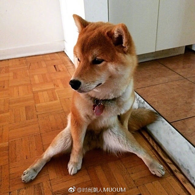 萌宠狗狗图片_一只拥有大长腿的柴柴柴犬图片