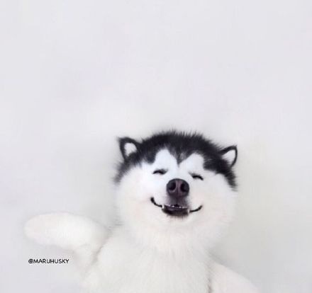 萌宠狗狗图片_二哈哈士奇强颜欢笑卖萌图片