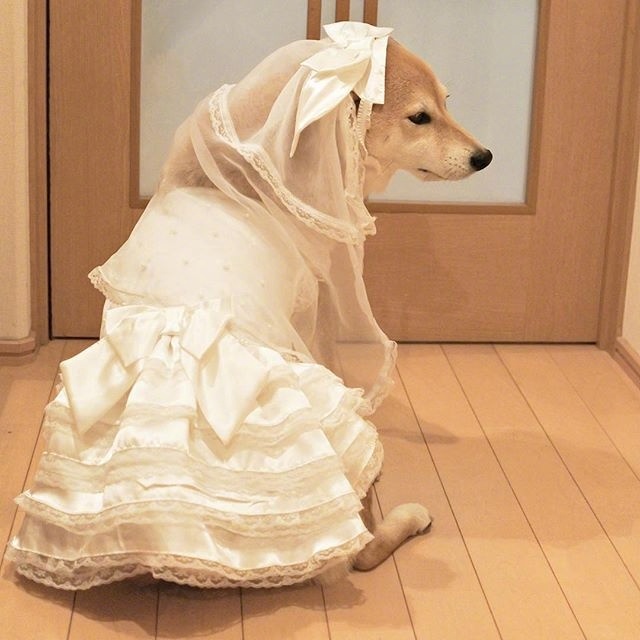 萌宠狗狗图片_柴犬的卖萌日常图片