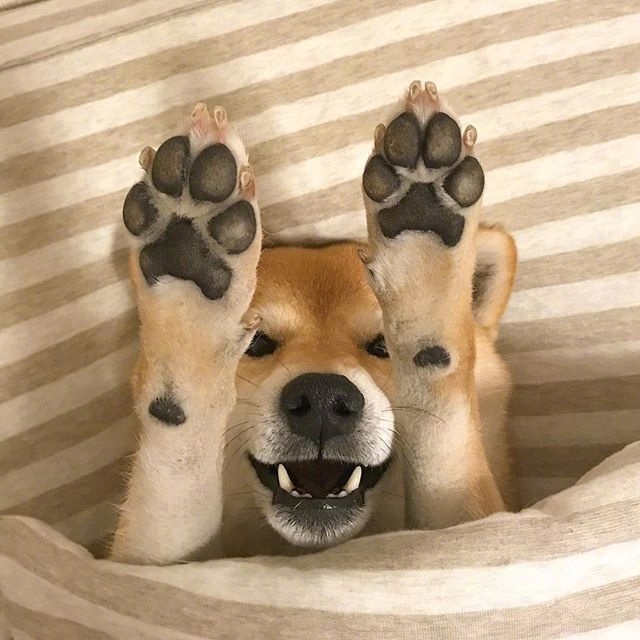 萌宠狗狗图片_柴犬的卖萌日常图片