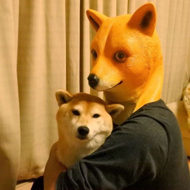 萌宠狗狗图片_柴犬的卖萌日常图片