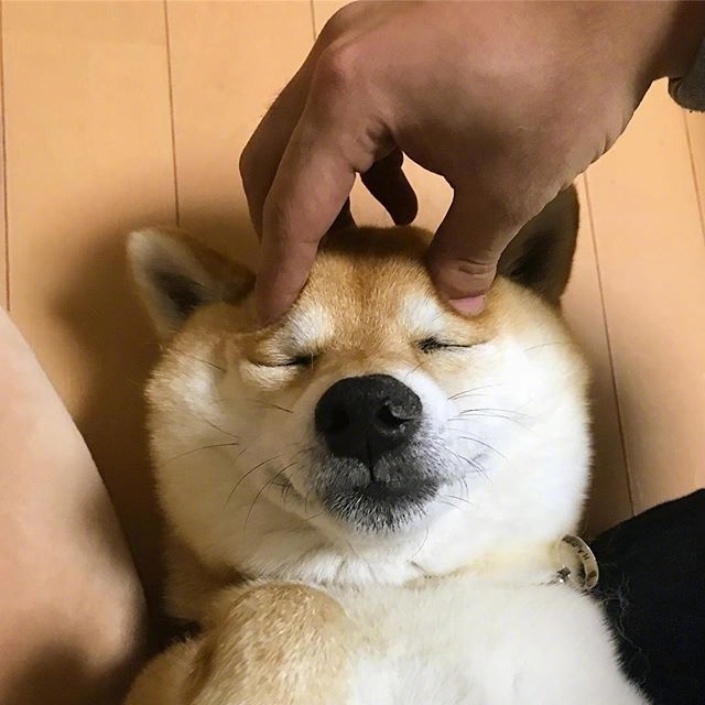 萌宠狗狗图片_柴犬的卖萌日常图片