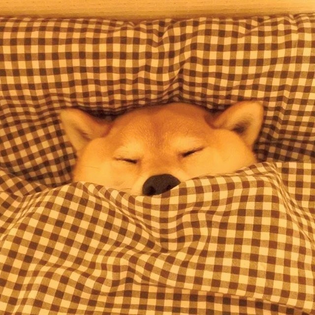 萌宠狗狗图片_柴犬的卖萌日常图片