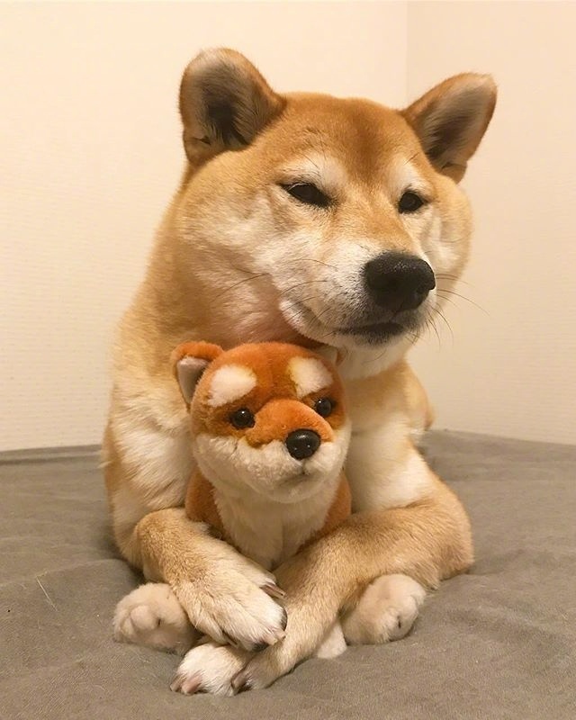 萌宠狗狗图片_柴犬的卖萌日常图片