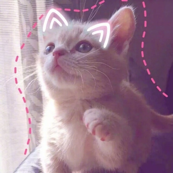 萌宠猫咪图片_可爱喵星人卖萌图片