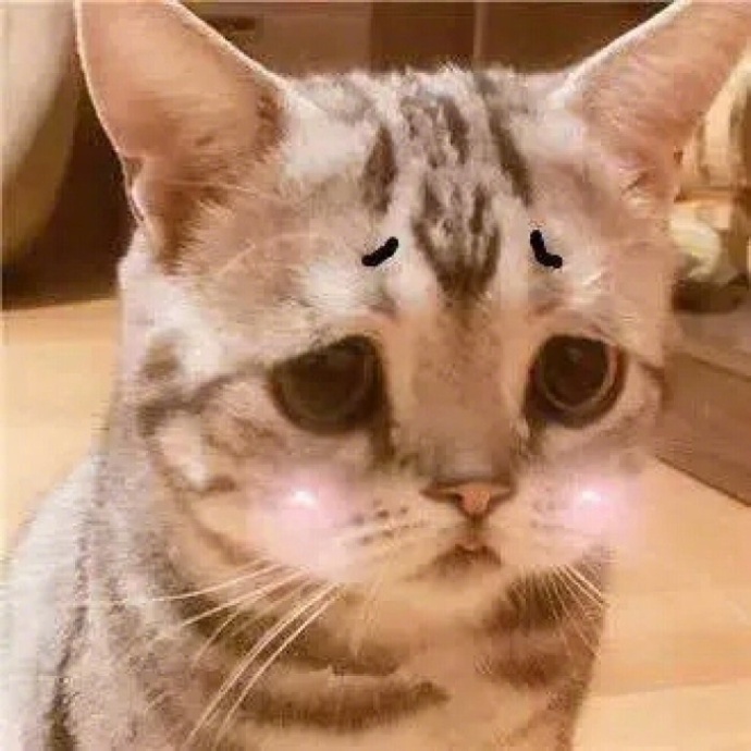 萌宠猫咪图片_可爱喵星人卖萌图片