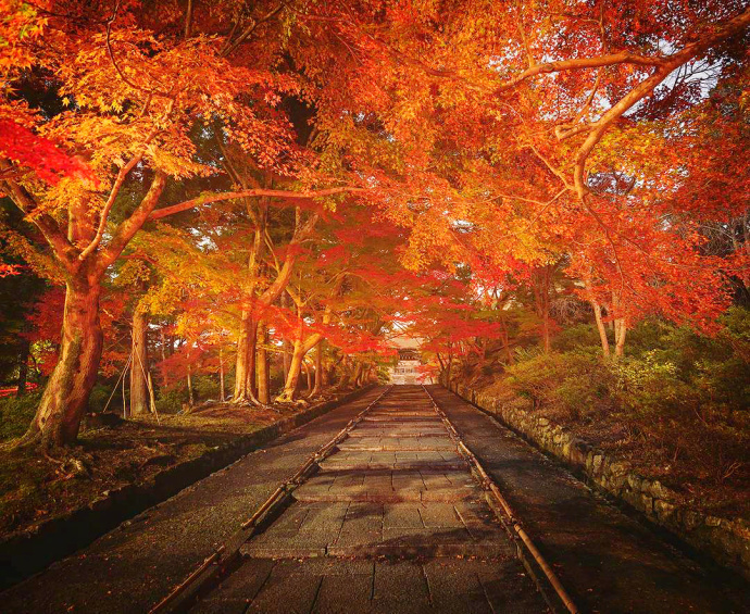 日本京都醍醐寺的秋枫风景图片