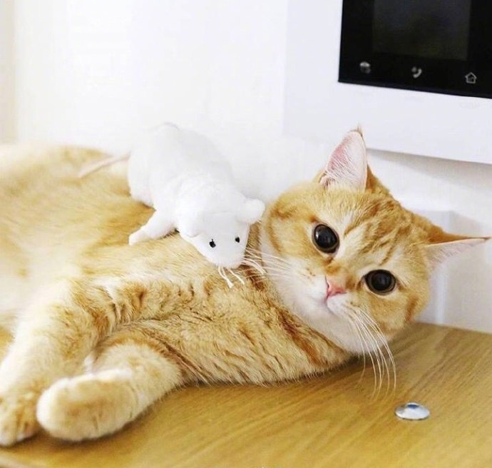 萌宠猫咪图片_胖胖的橘猫喵星人图片