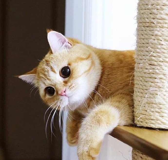 萌宠猫咪图片_胖胖的橘猫喵星人图片