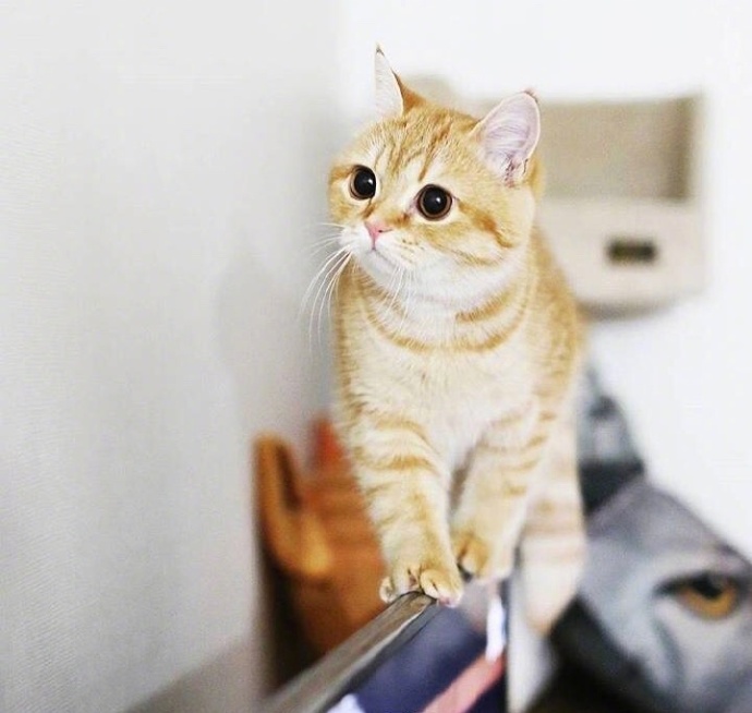 萌宠猫咪图片_胖胖的橘猫喵星人图片