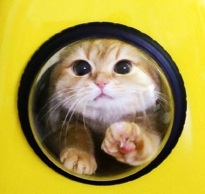 萌宠猫咪图片_胖胖的橘猫喵星人图片