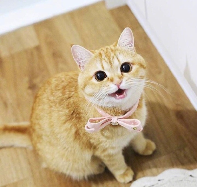 萌宠猫咪图片_胖胖的橘猫喵星人图片
