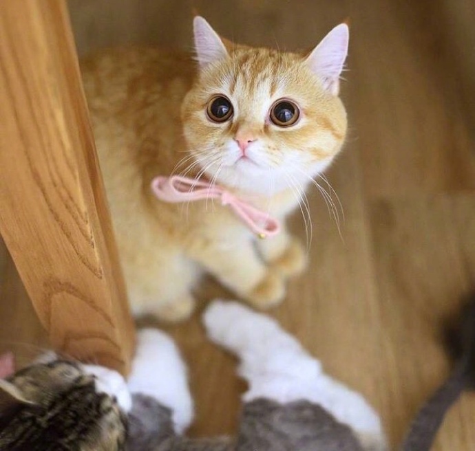 萌宠猫咪图片_胖胖的橘猫喵星人图片