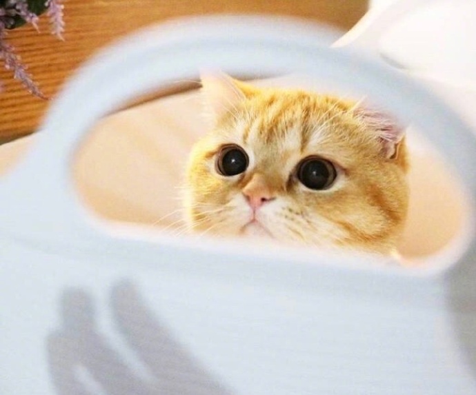 萌宠猫咪图片_胖胖的橘猫喵星人图片