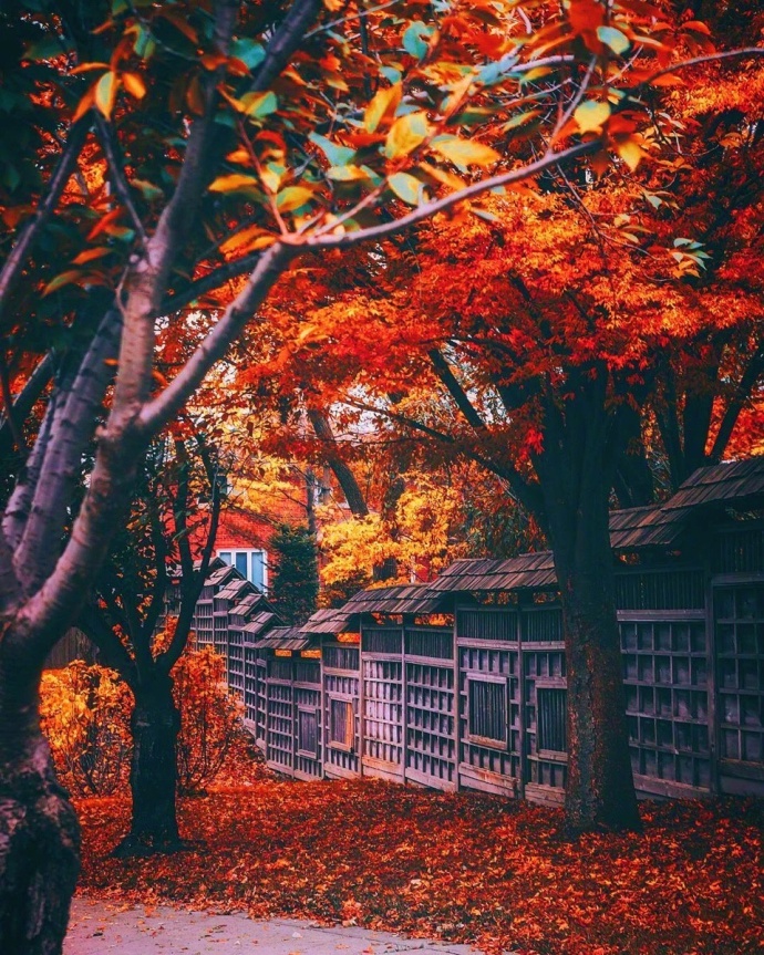多伦多的红枫林红叶风景图片