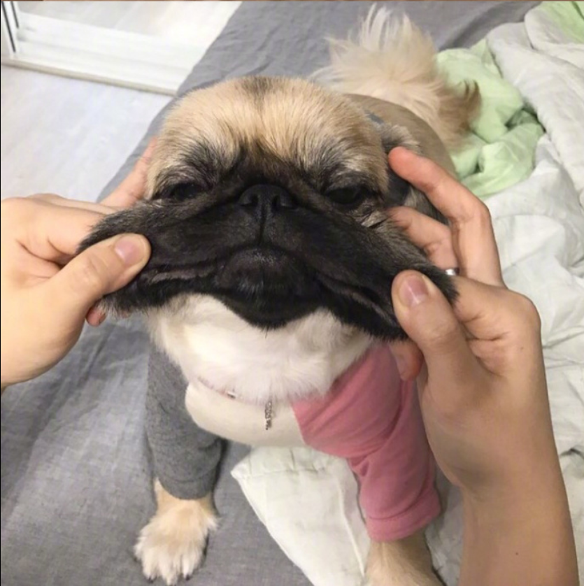 萌宠狗狗图片_丑萌丑萌的巴哥kingkong图片