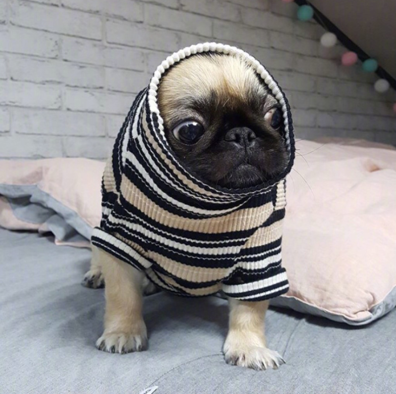 萌宠狗狗图片_丑萌丑萌的巴哥kingkong图片