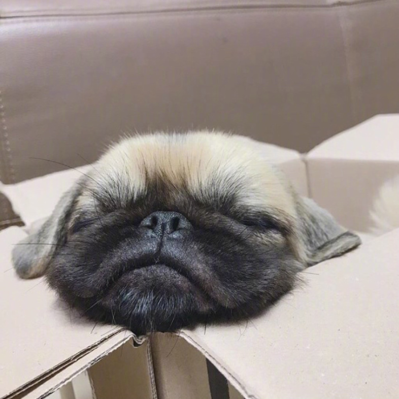 萌宠狗狗图片_丑萌丑萌的巴哥kingkong图片