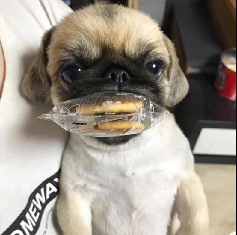 萌宠狗狗图片_丑萌丑萌的巴哥kingkong图片