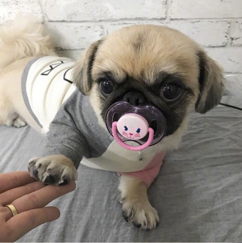 萌宠狗狗图片_丑萌丑萌的巴哥kingkong图片