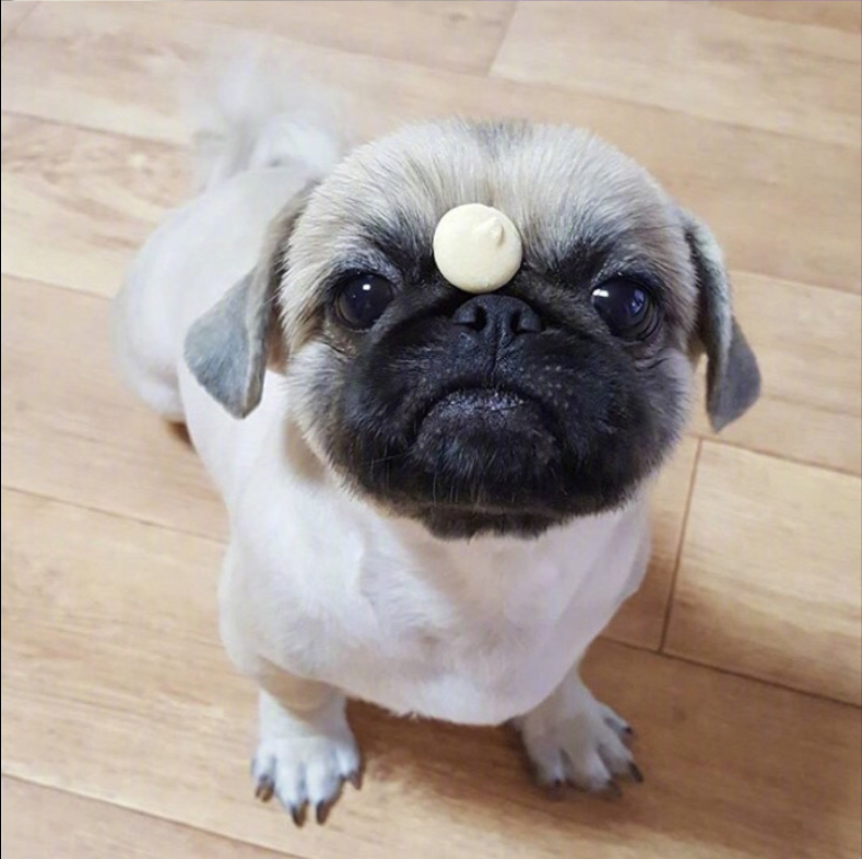 萌宠狗狗图片_丑萌丑萌的巴哥kingkong图片