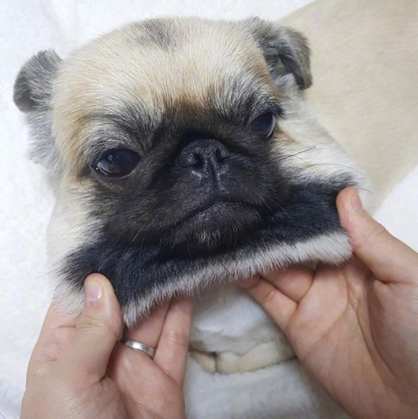 萌宠狗狗图片_丑萌丑萌的巴哥kingkong图片