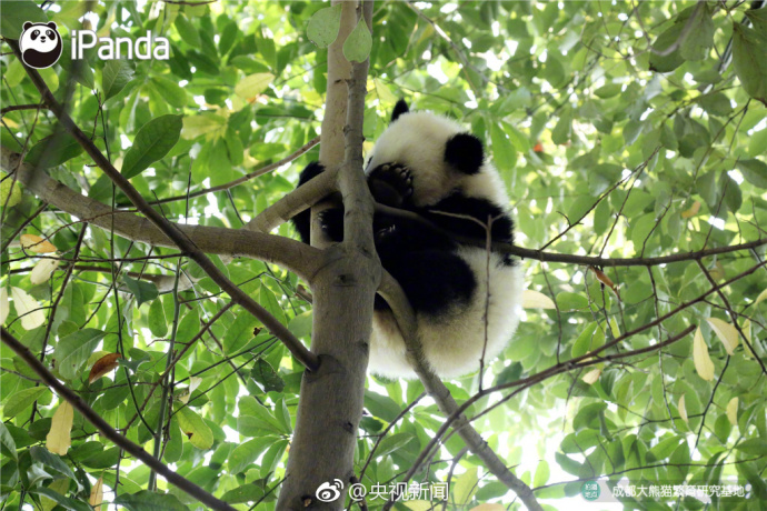 萌宠图片_国宝大熊猫高高挂在树枝上蠢萌图片