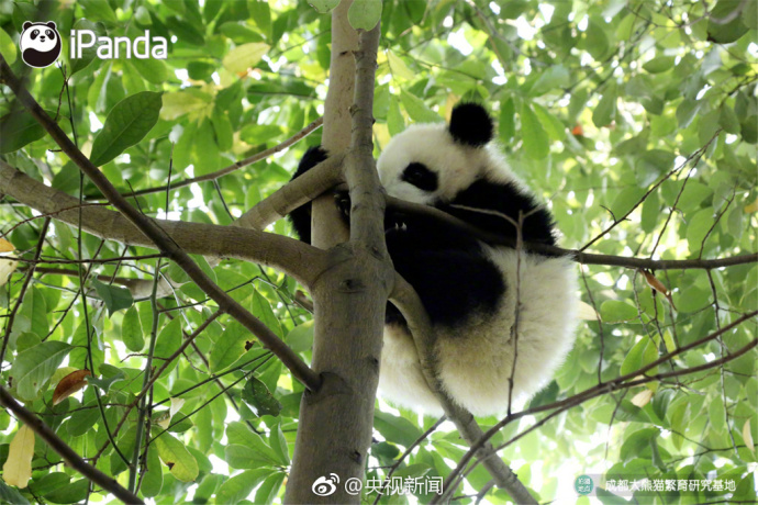 萌宠图片_国宝大熊猫高高挂在树枝上蠢萌图片