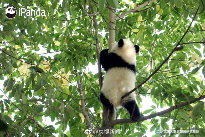 萌宠图片_国宝大熊猫高高挂在树枝上蠢萌图片