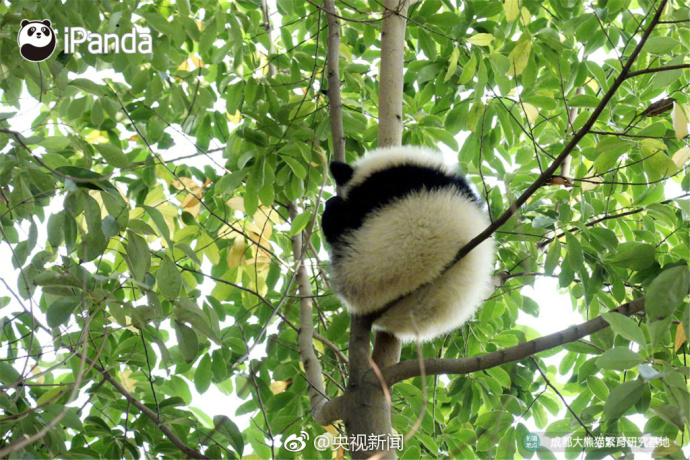 萌宠图片_国宝大熊猫高高挂在树枝上蠢萌图片