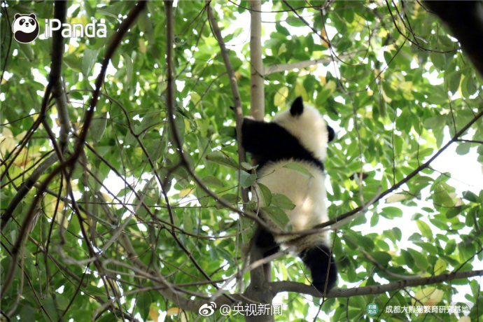萌宠图片_国宝大熊猫高高挂在树枝上蠢萌图片