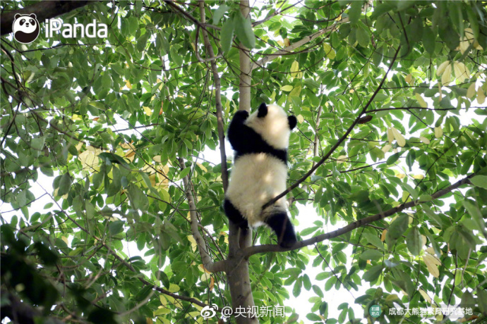 萌宠图片_国宝大熊猫高高挂在树枝上蠢萌图片
