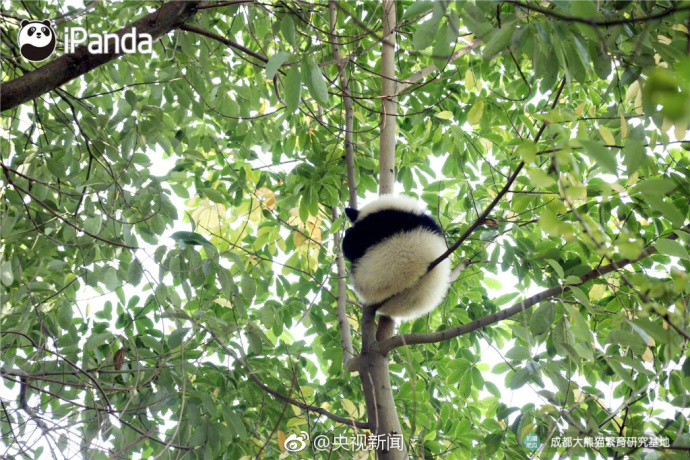 萌宠图片_国宝大熊猫高高挂在树枝上蠢萌图片