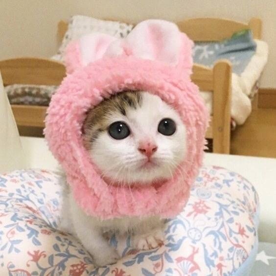 萌萌哒的猫咪图片_最萌不过小奶猫图片