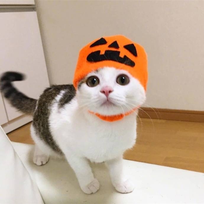 萌萌哒的猫咪图片_最萌不过小奶猫图片