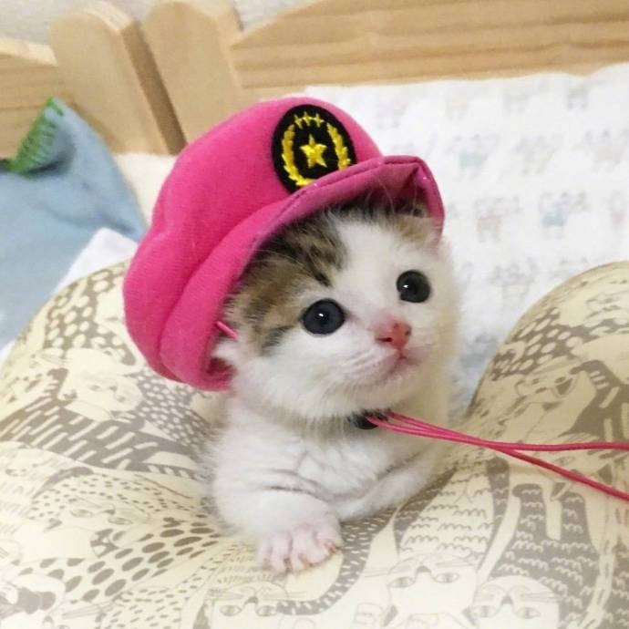 萌萌哒的猫咪图片_最萌不过小奶猫图片