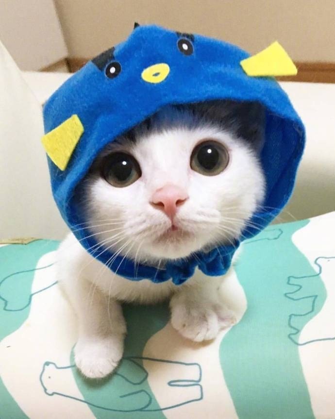 萌萌哒的猫咪图片_最萌不过小奶猫图片