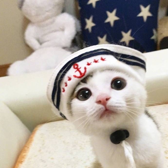 萌萌哒的猫咪图片_最萌不过小奶猫图片