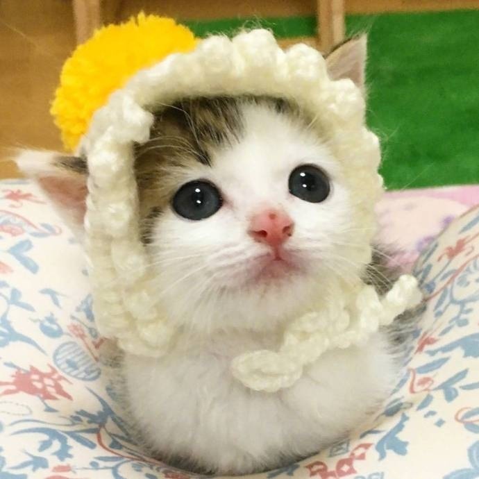 萌萌哒的猫咪图片_最萌不过小奶猫图片
