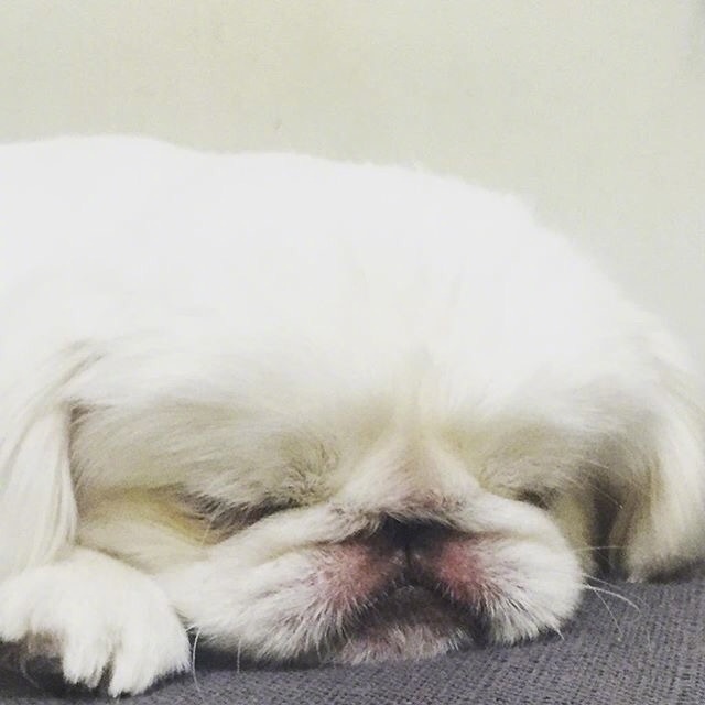 萌宠狗狗图片_能趴着就不坐着,能躺着就不趴着可