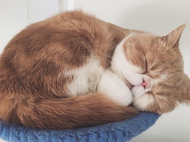 萌宠猫咪图片_大脸猫喵星人睡觉图片