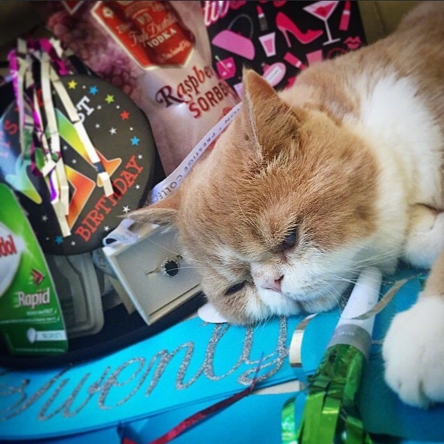 萌宠猫咪图片_大脸猫喵星人睡觉图片
