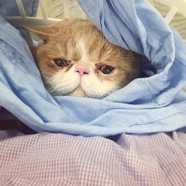萌宠猫咪图片_大脸猫喵星人睡觉图片